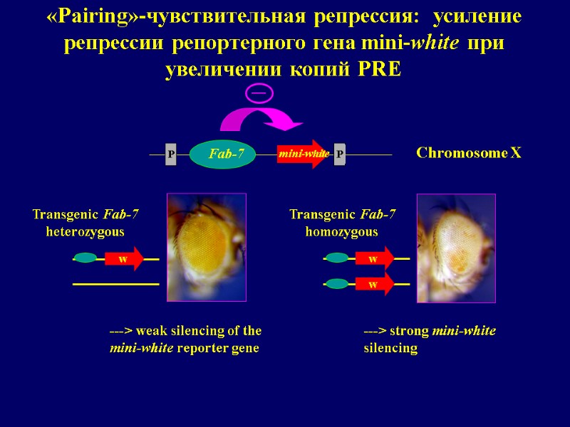 w w w Chromosome X «Pairing»-чувствительная репрессия:  усиление репрессии репортерного гена mini-white при